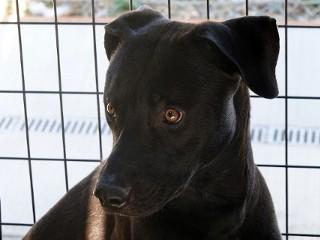 Shadow, an adoptable Black Labrador Retriever, Pit Bull Terrier in Anaconda, MT, 59711 | Photo Image 2