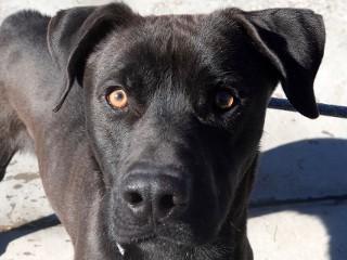 Shadow, Adoptable, Adult Male Black Labrador Retriever & Pit Bull Terrier.