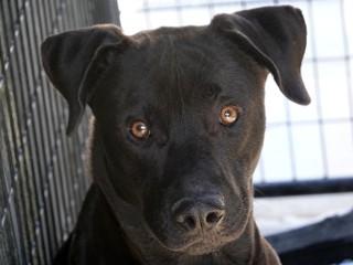 Shadow, an adoptable Black Labrador Retriever, Pit Bull Terrier in Anaconda, MT, 59711 | Photo Image 3