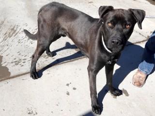 Enlarge Shadow, a Adoptable mixed breed in Anaconda, MT image 2/6