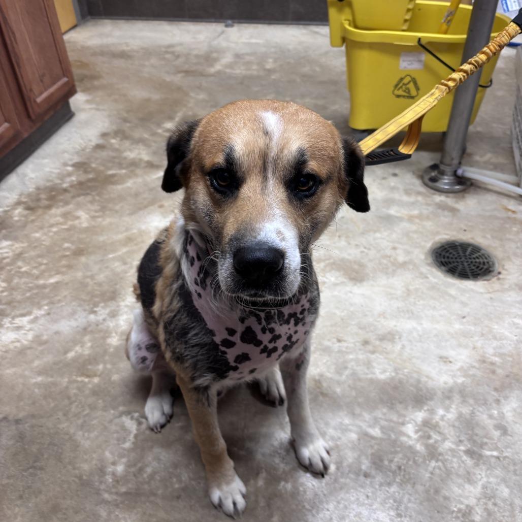 King Harold "Buddy" - 050509U, Adoptable, Adult Male Mountain Cur & Mixed Breed.