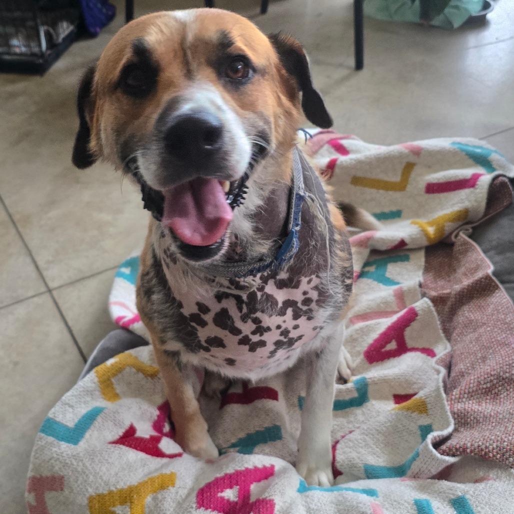 Enlarge King Harold "Buddy" - 050509U, a Adoptable mixed breed in Tupelo, MS image 2/2