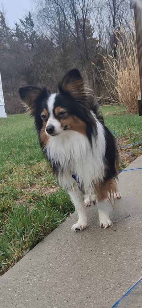 Enlarge 1111 Odie, a Adoptable mixed breed in Indianapolis, IN image 5/6