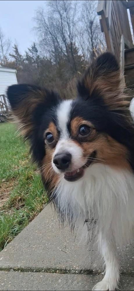 1111 Odie, Adoptable, Young Male Australian Shepherd & Pomeranian.
