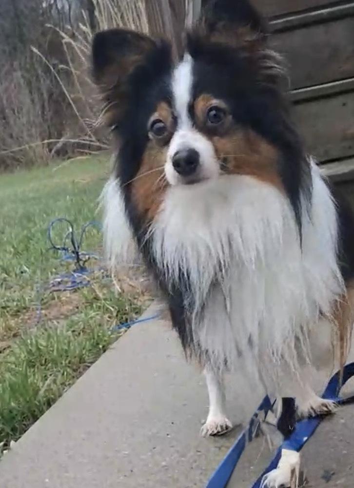 Enlarge 1111 Odie, a Adoptable mixed breed in Indianapolis, IN image 3/6