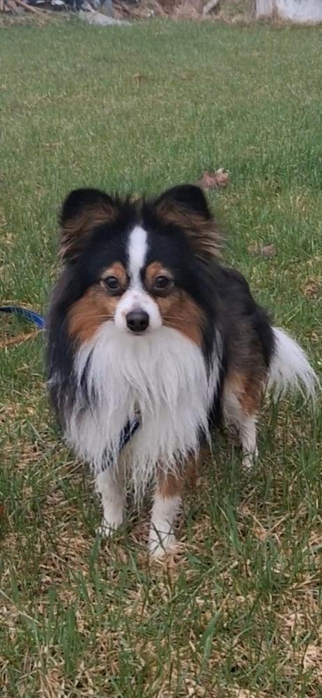 Enlarge 1111 Odie, a Adoptable mixed breed in Indianapolis, IN image 6/6