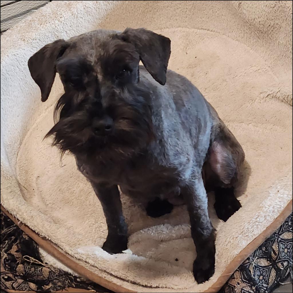 Enlarge Deana, a Adoptable Schnauzer in Thompson Falls, MT image 1/2