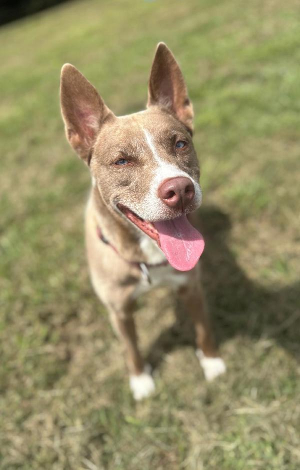 Snowbell, Adoptable, Adult Female Siberian Husky & Pit Bull Terrier.