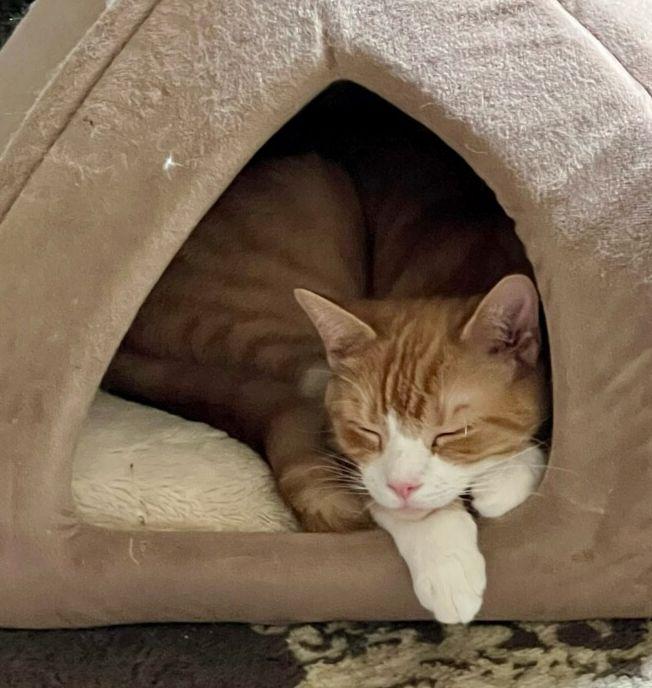 Enlarge Alvin, a ADOPTABLE mixed breed in Bethlehem, PA image 6/6