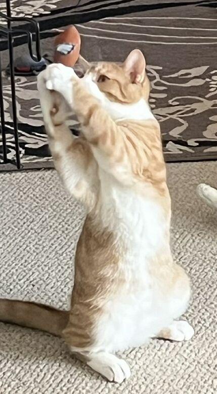 Enlarge Alvin, a ADOPTABLE mixed breed in Bethlehem, PA image 3/6