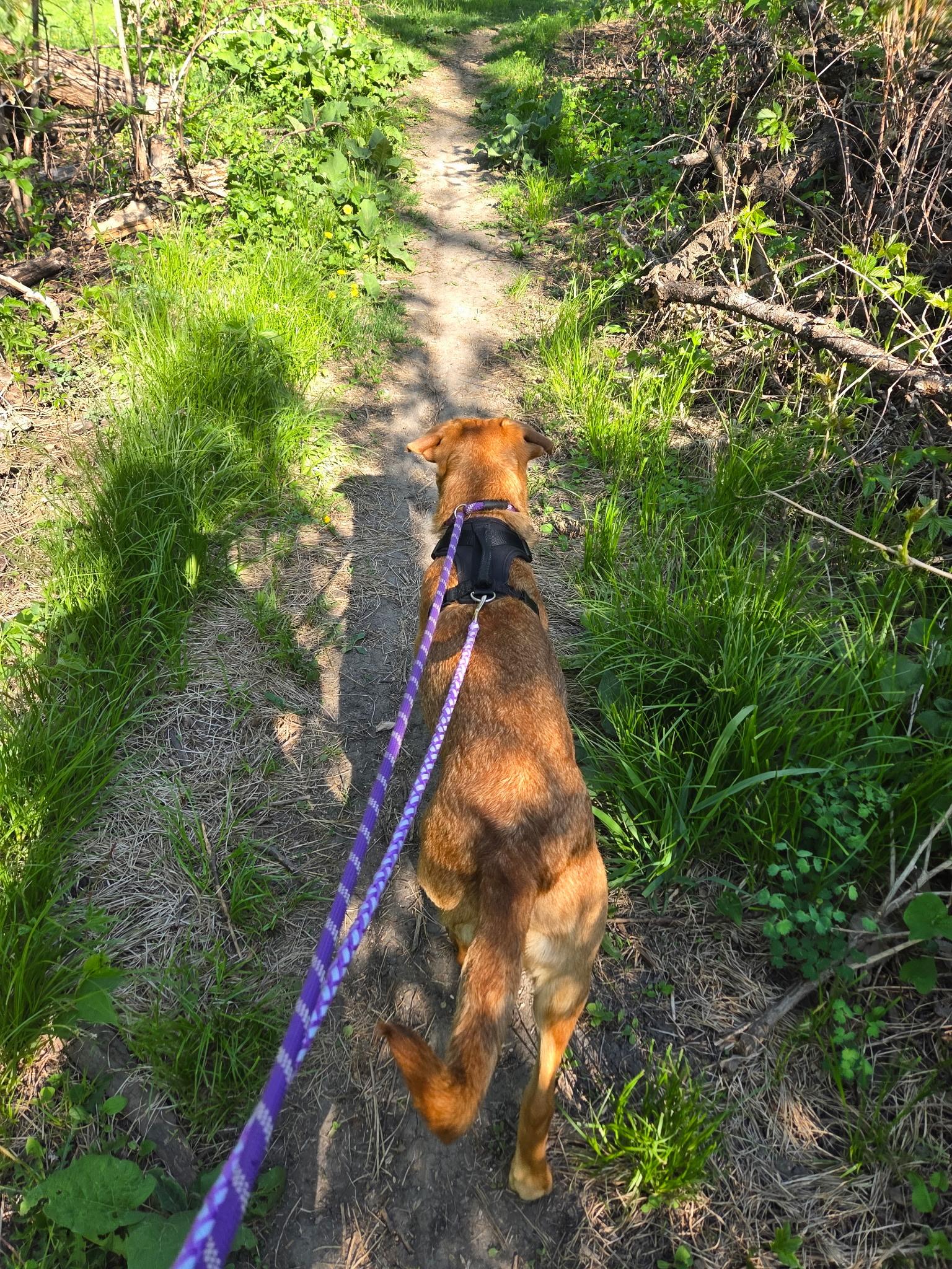 Garland, a ADOPTABLE mixed breed in Jamestown, ND image 5/6