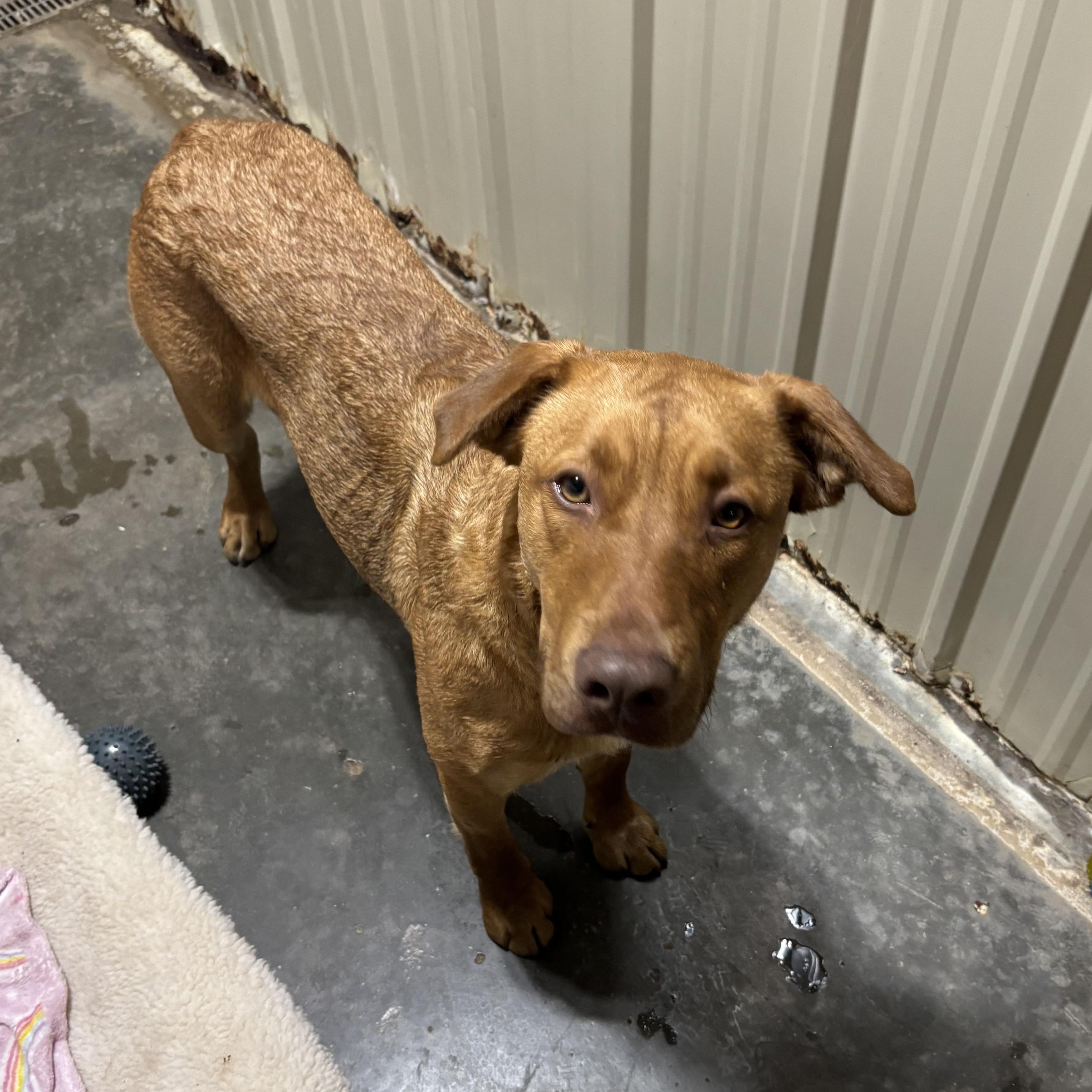 Enlarge Garland, a ADOPTABLE mixed breed in Jamestown, ND image 1/5