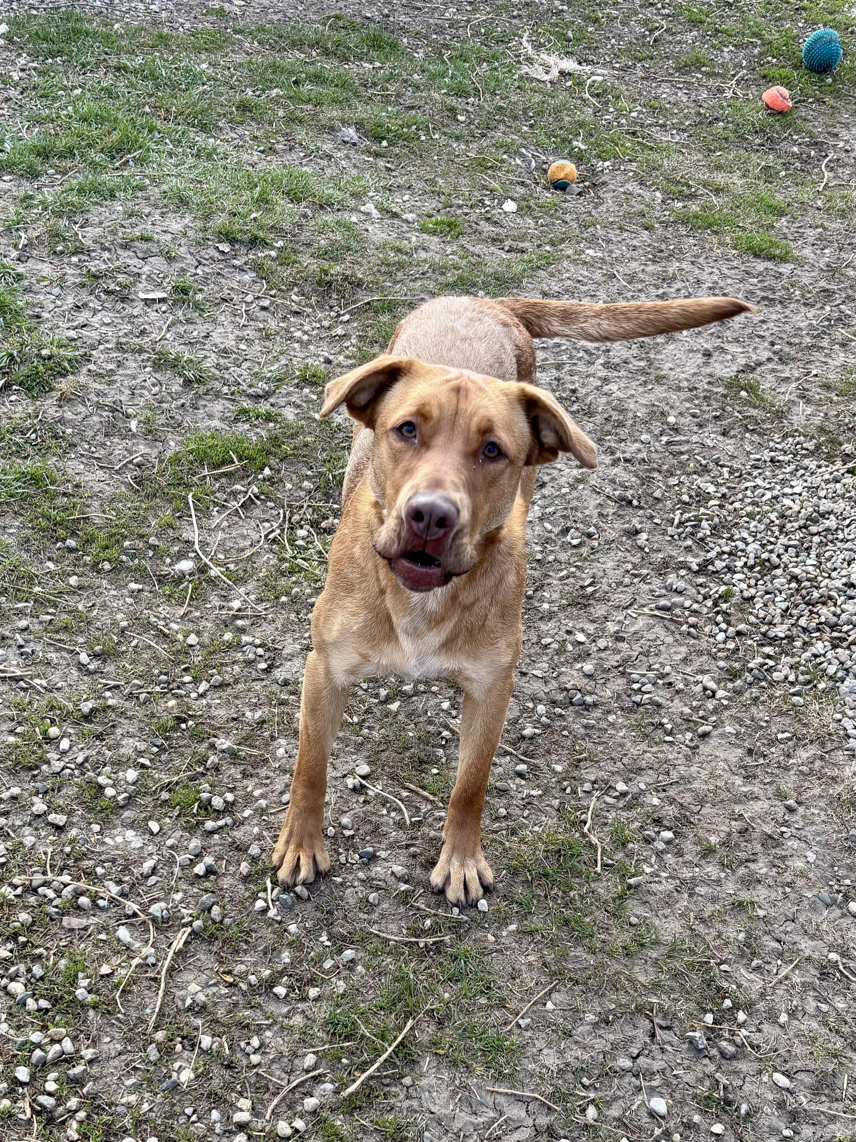 Garland, ADOPTABLE, Adult Female Mixed Breed.