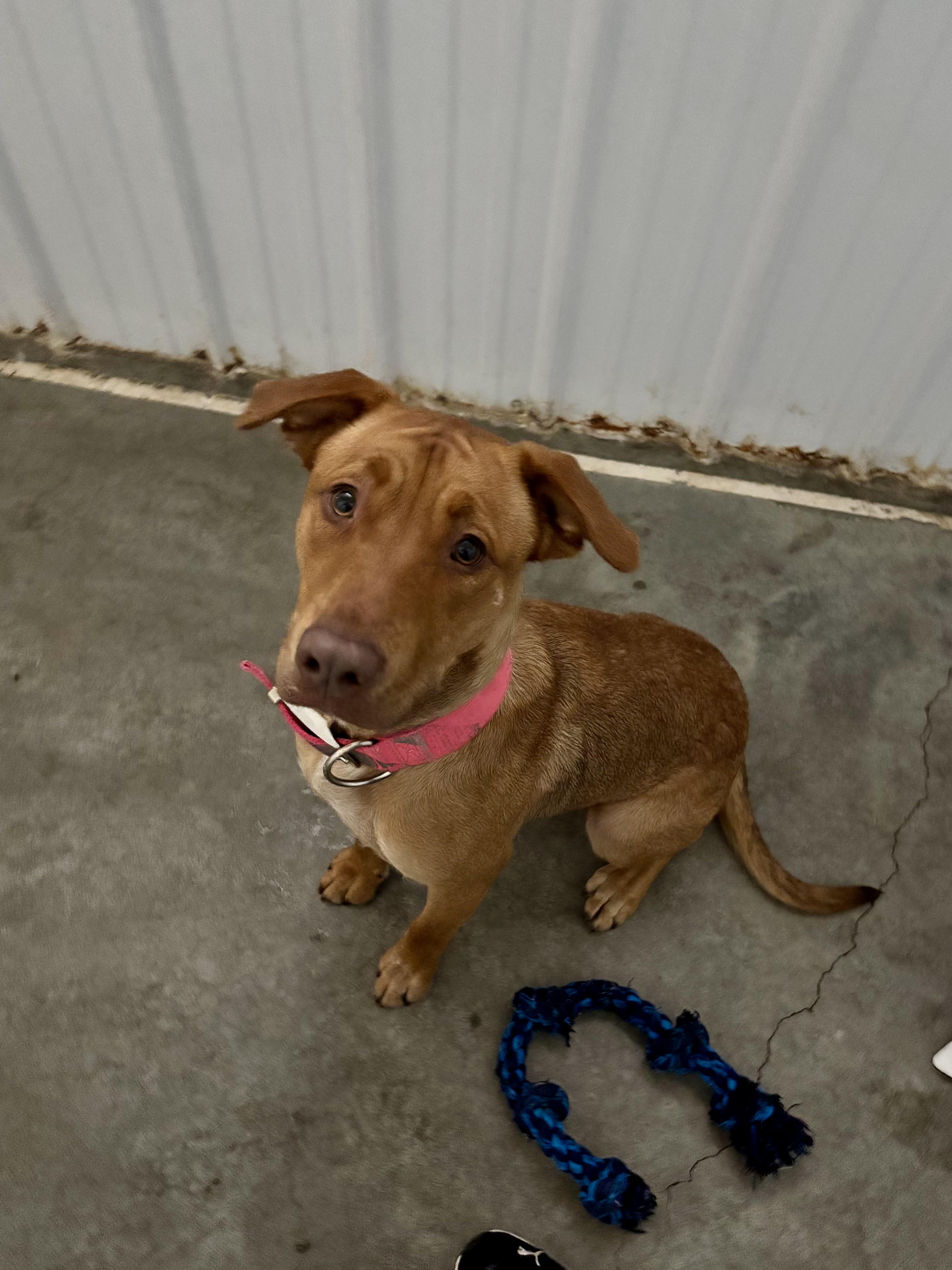 Garland, a ADOPTABLE mixed breed in Jamestown, ND image 2/3