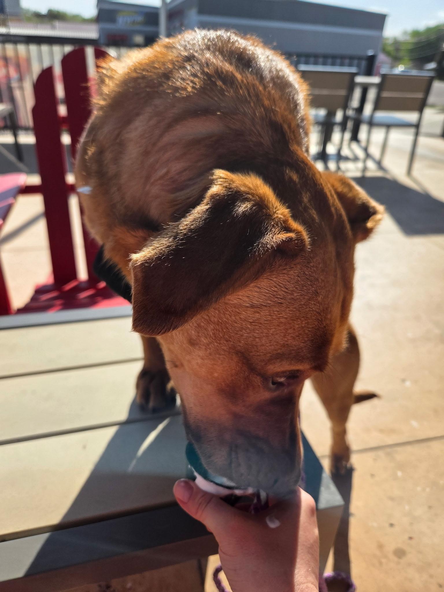 Garland, a ADOPTABLE mixed breed in Jamestown, ND image 4/6