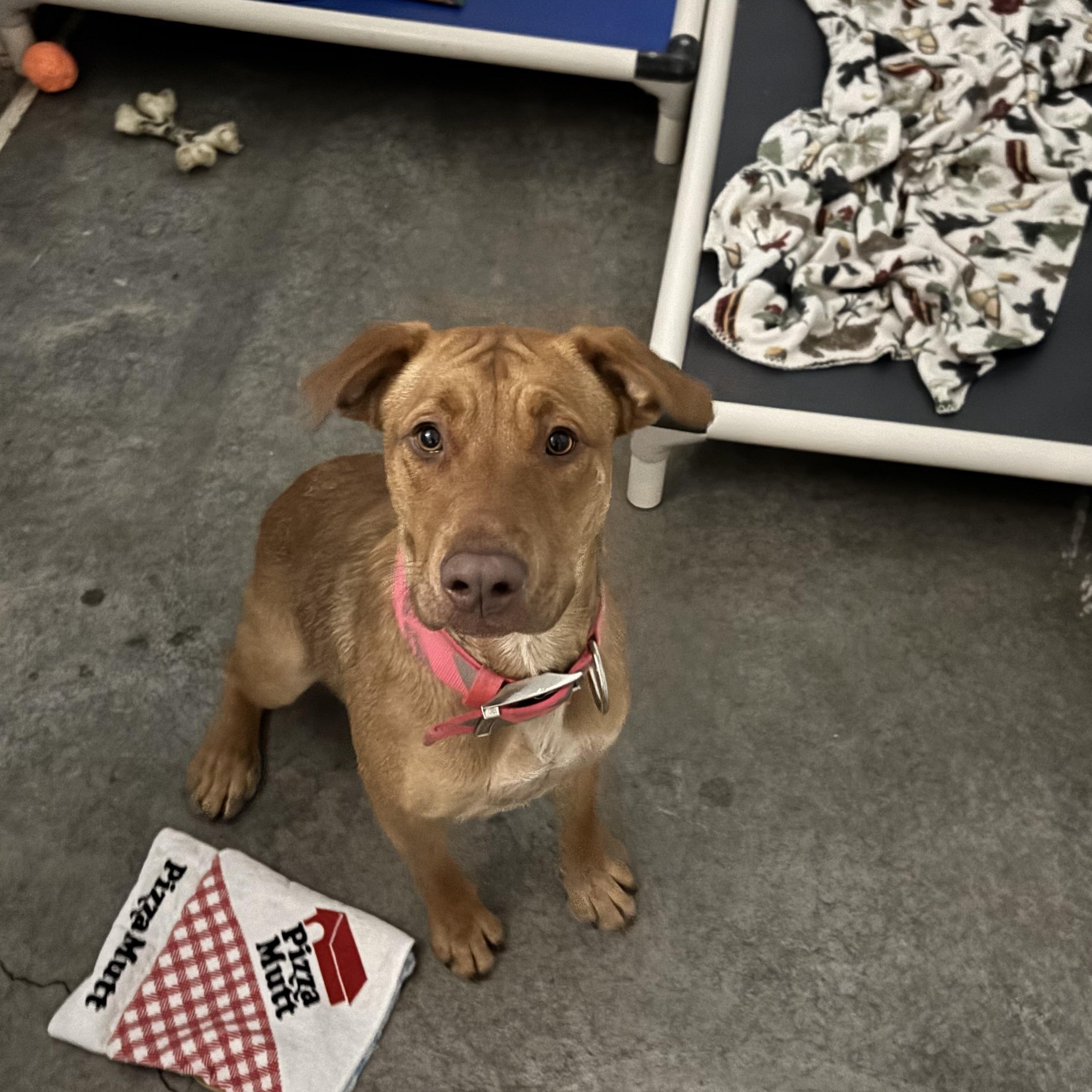 Garland, ADOPTABLE, Adult Female Mixed Breed.