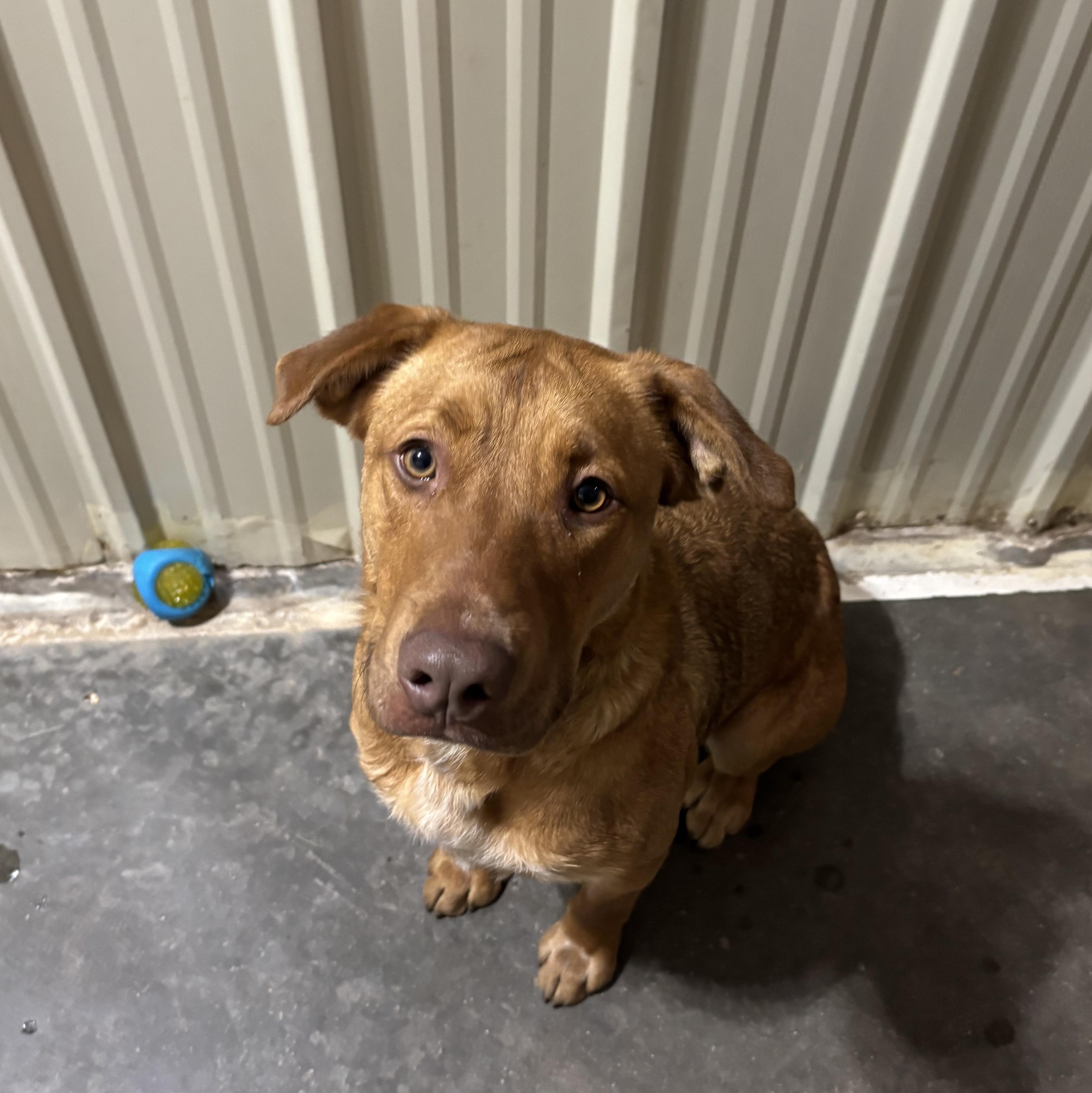 Enlarge Garland, a ADOPTABLE mixed breed in Jamestown, ND image 3/5