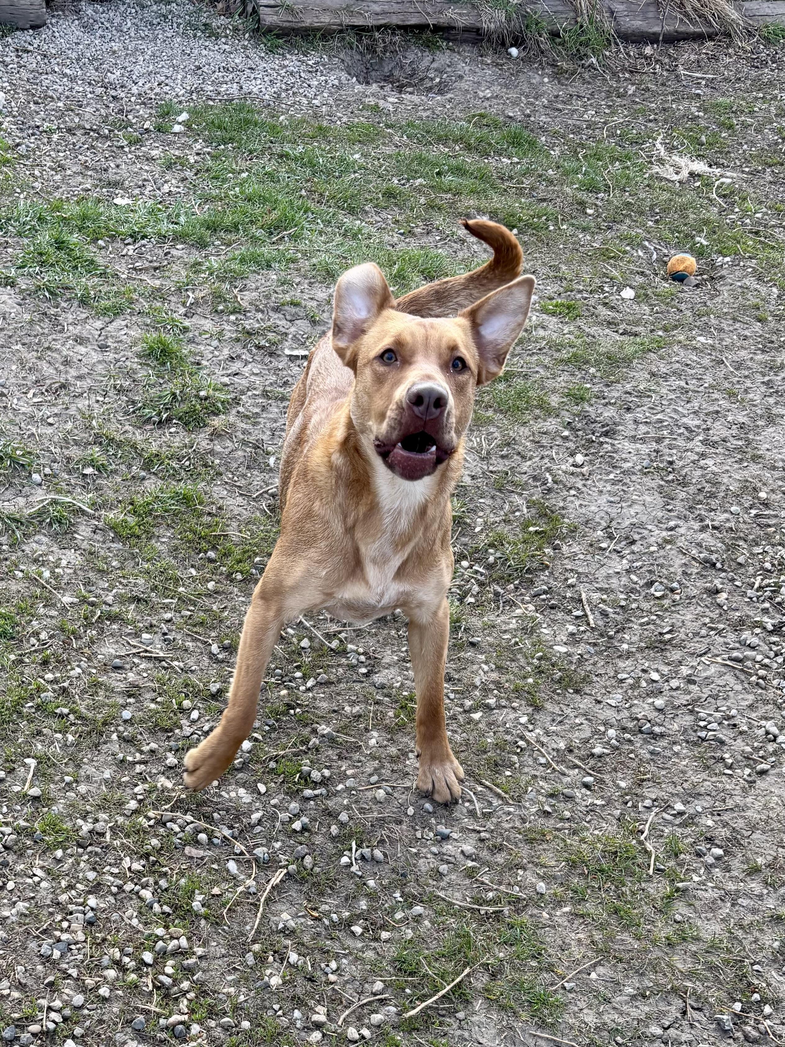 Garland, a ADOPTABLE mixed breed in Jamestown, ND image 2/6