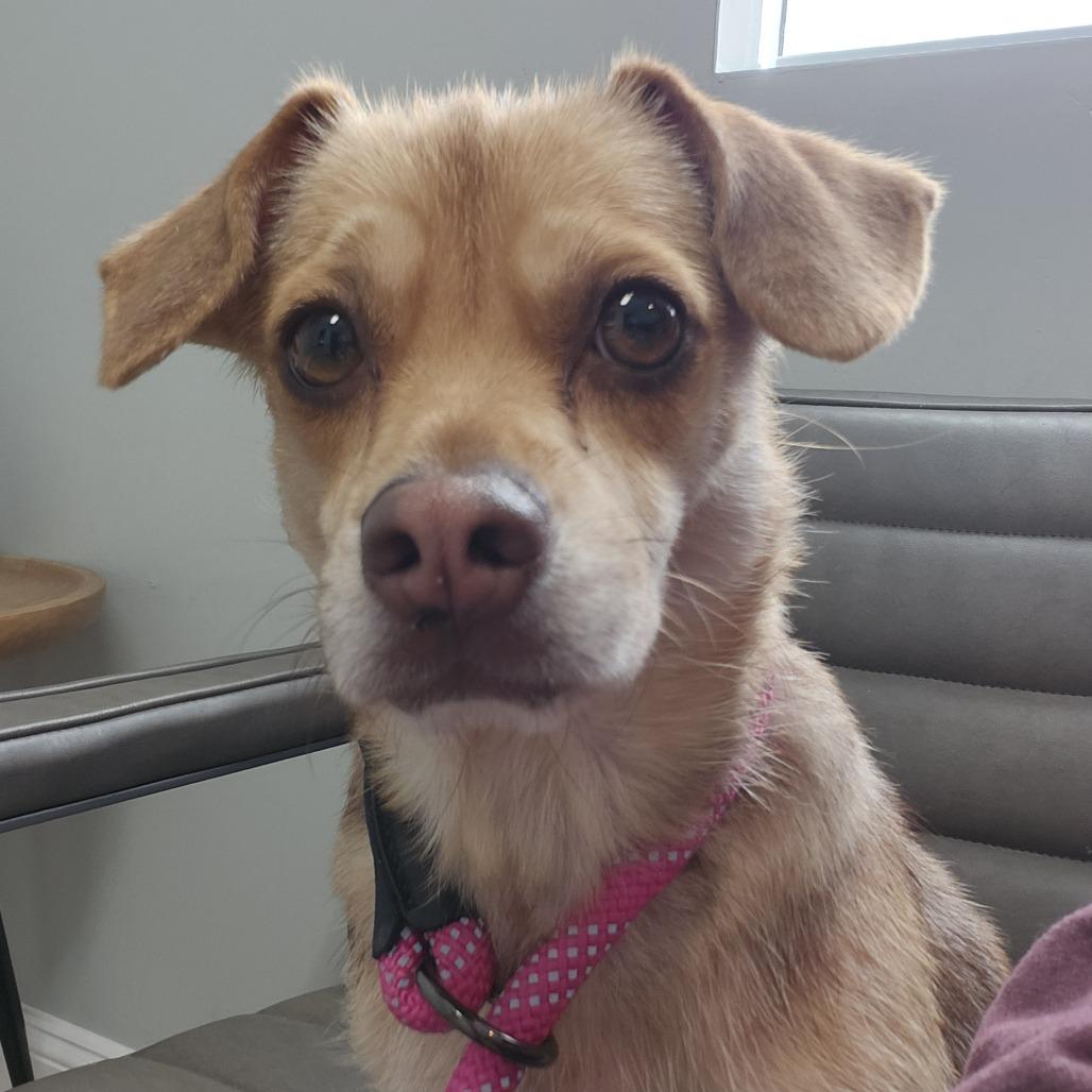 Enlarge Arizona, a Adoptable mixed breed in Middletown, OH image 1/6