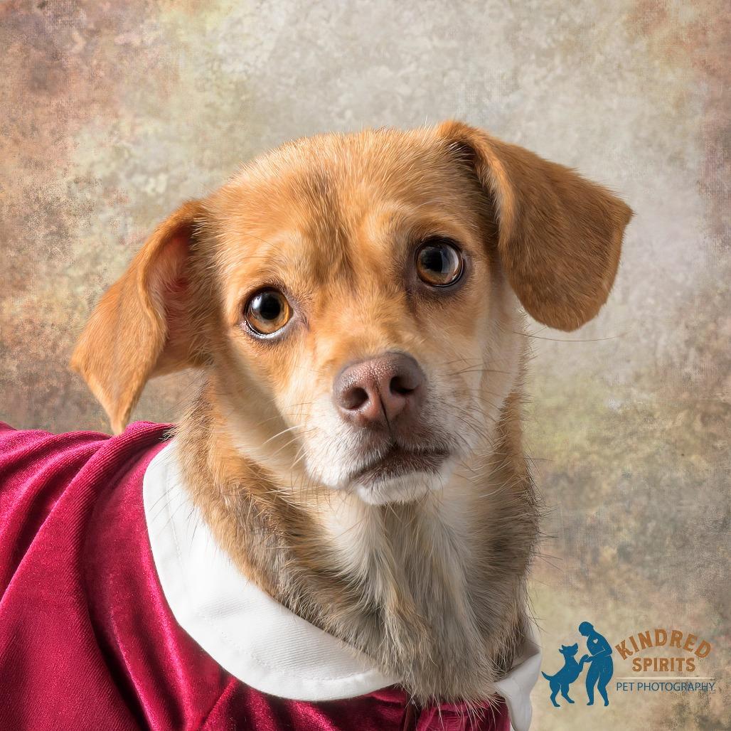 Enlarge Arizona, a Adoptable mixed breed in Middletown, OH image 2/6