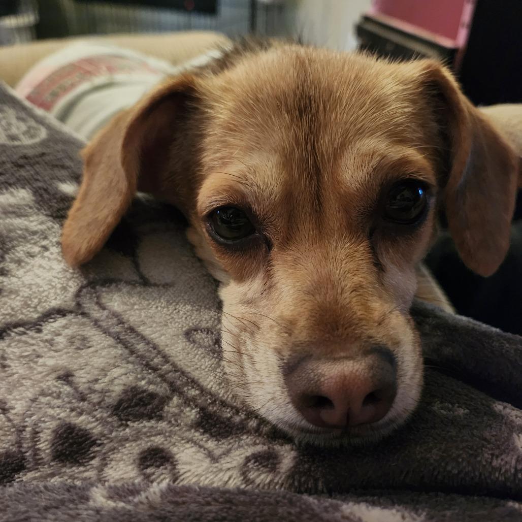 Enlarge Arizona, a Adoptable mixed breed in Middletown, OH image 3/6