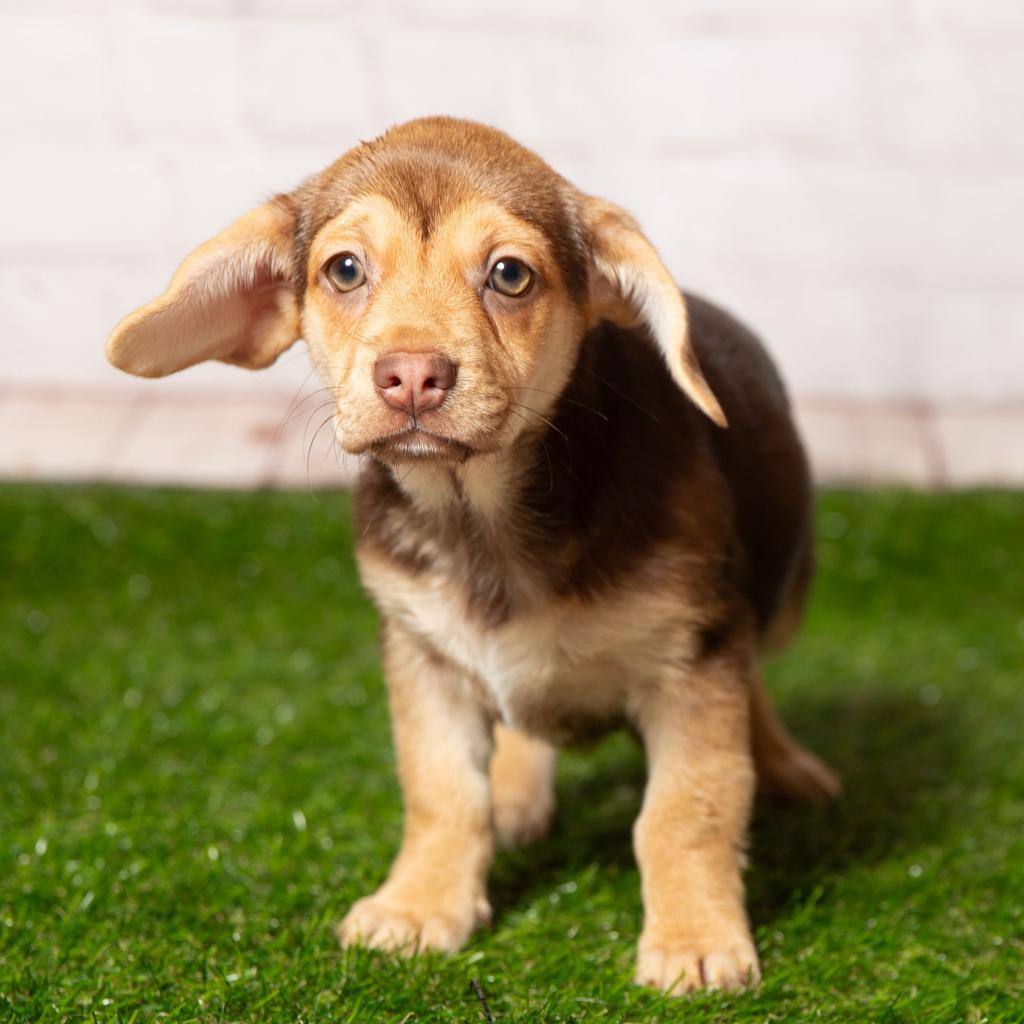 Enlarge Arizona, a Adoptable mixed breed in Middletown, OH image 4/6