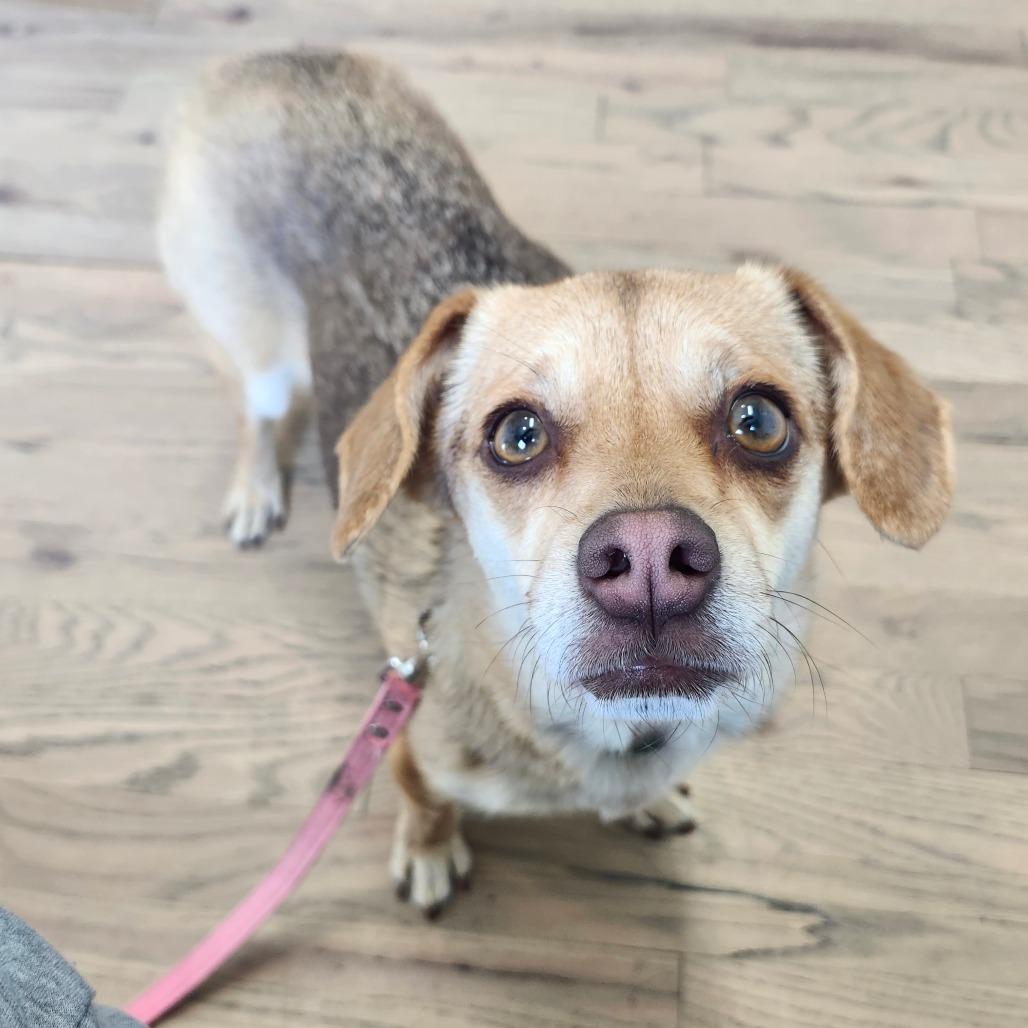 Enlarge Arizona, a Adoptable mixed breed in Middletown, OH image 5/6