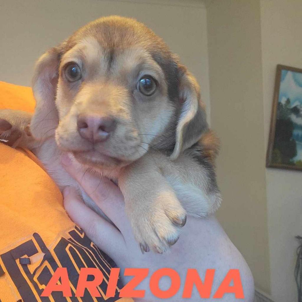 Enlarge Arizona, a Adoptable mixed breed in Middletown, OH image 6/6