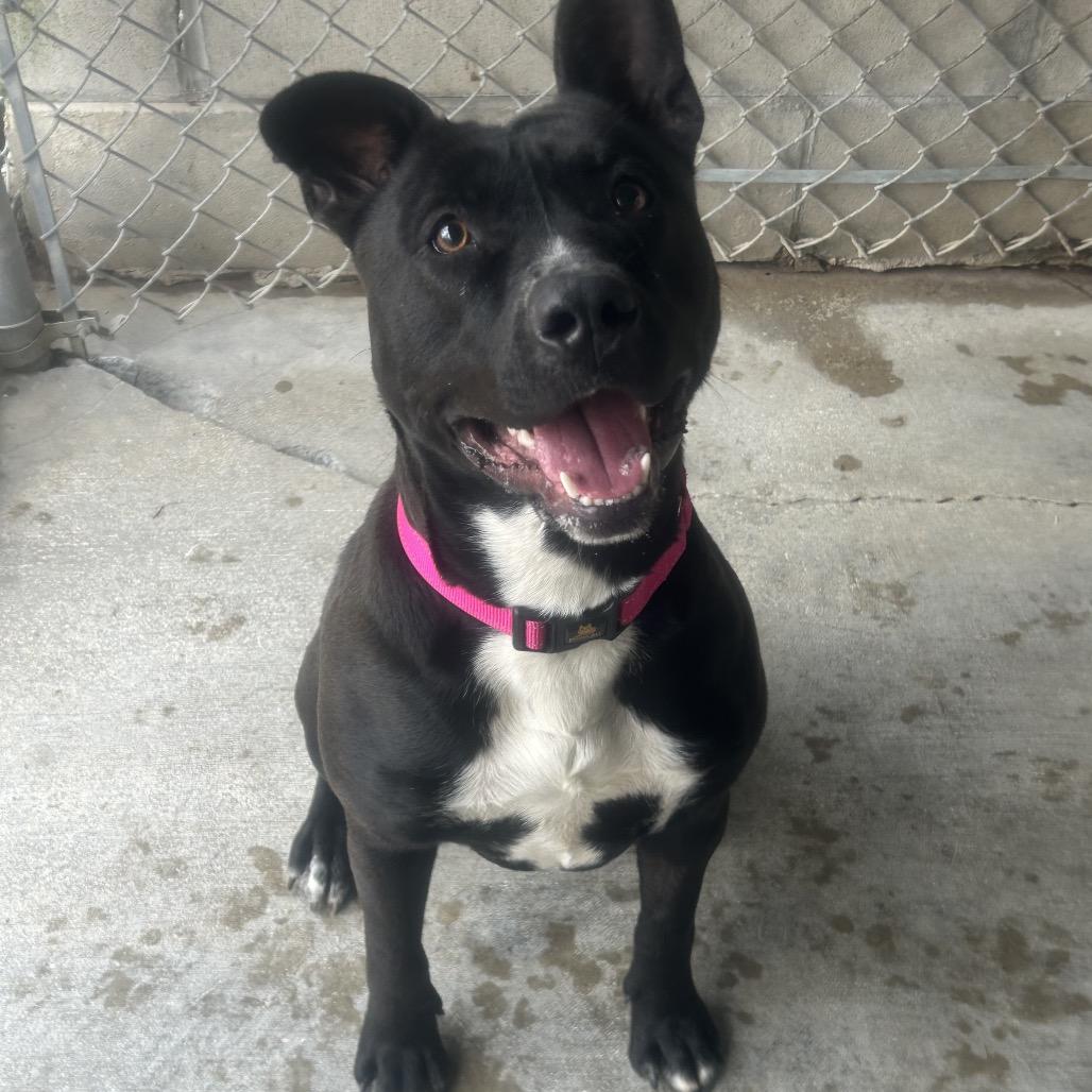 Enlarge Daisy, a Adoptable mixed breed in Greenville, PA image 2/6