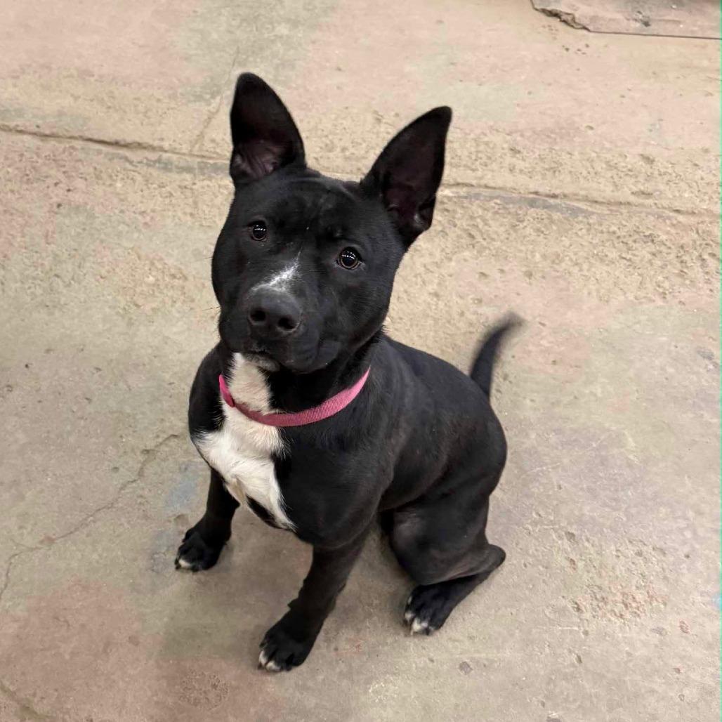 Enlarge Daisy, a Adoptable mixed breed in Greenville, PA image 3/6