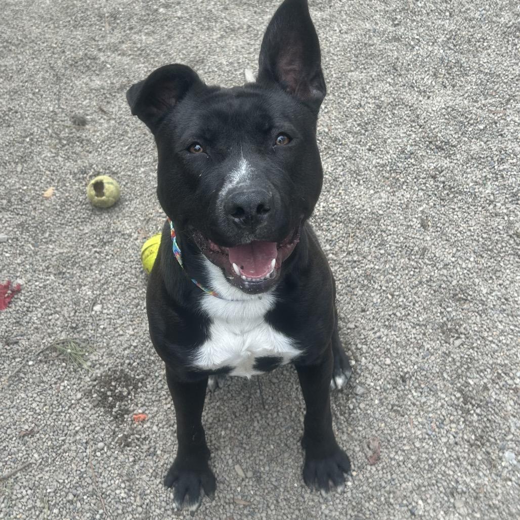 Enlarge Daisy, a Adoptable mixed breed in Greenville, PA image 4/6