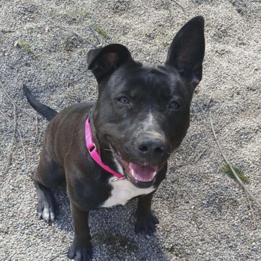 Enlarge Daisy, a Adoptable mixed breed in Greenville, PA image 5/6