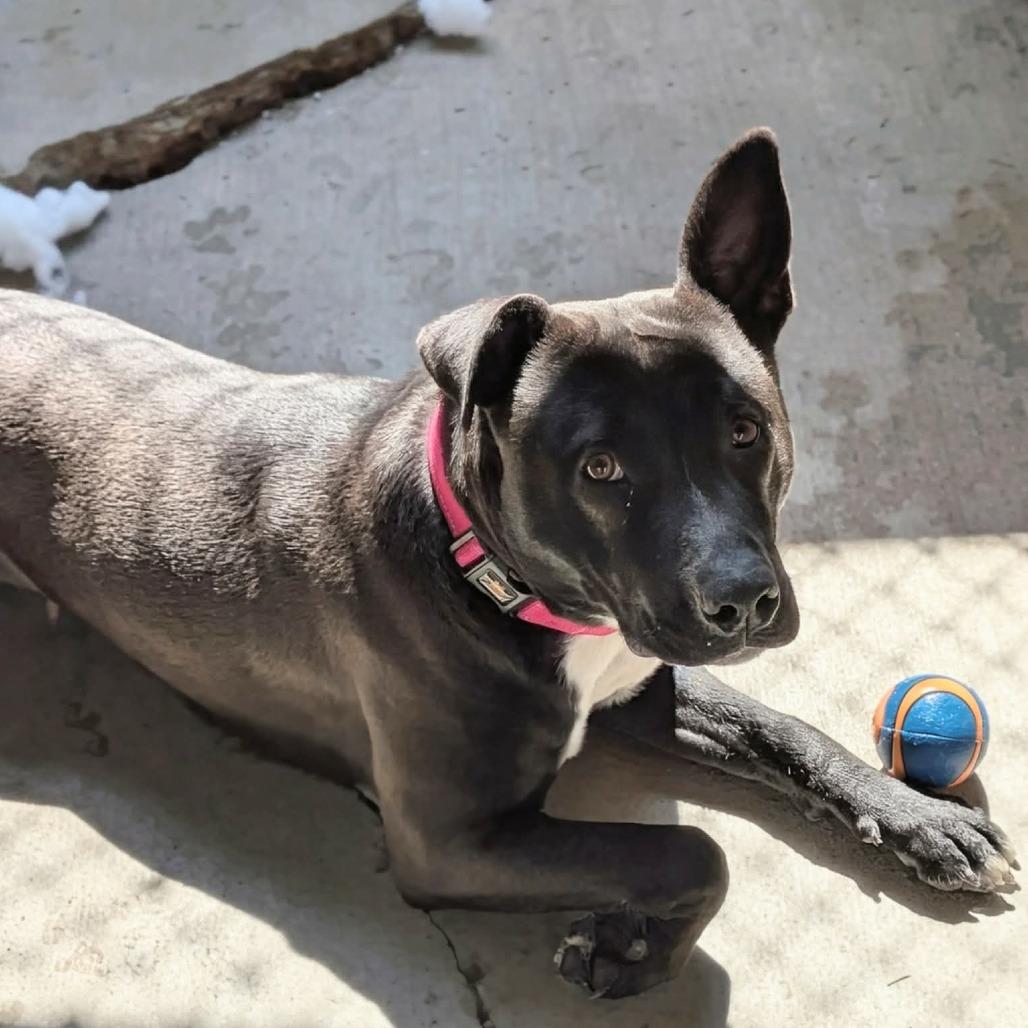 Enlarge Daisy, a Adoptable mixed breed in Greenville, PA image 6/6