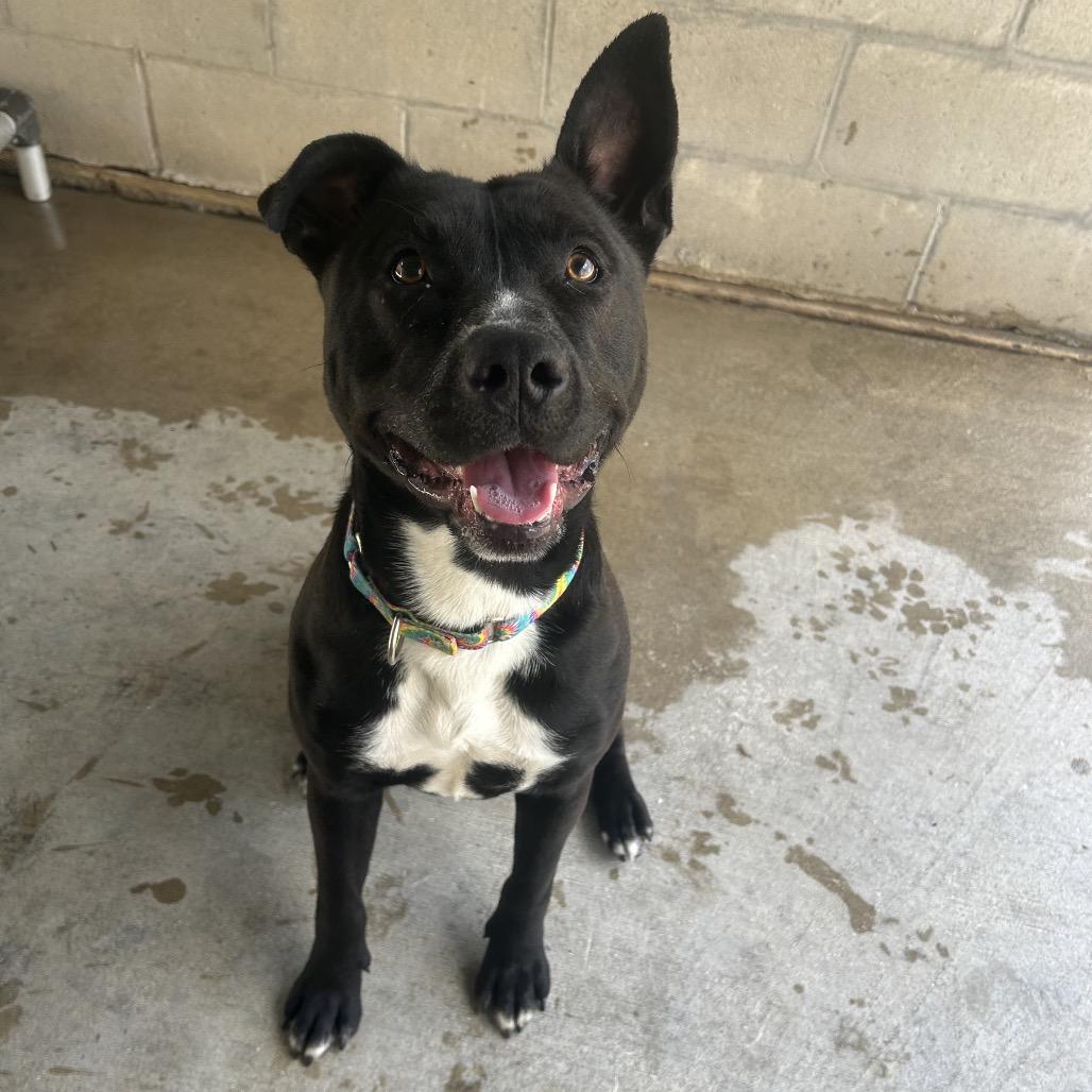 Enlarge Daisy, a Adoptable mixed breed in Greenville, PA image 6/6