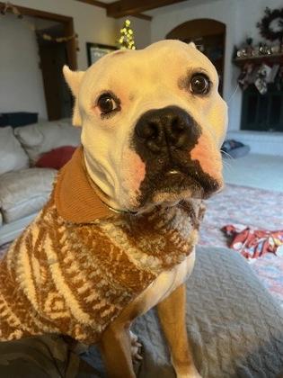 Freddie (in foster), a Adoptable mixed breed in Fishers, IN image 1/3