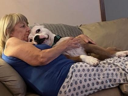 Freddie (in foster), Adoptable, Adult Male American Staffordshire Terrier & Mixed Breed.