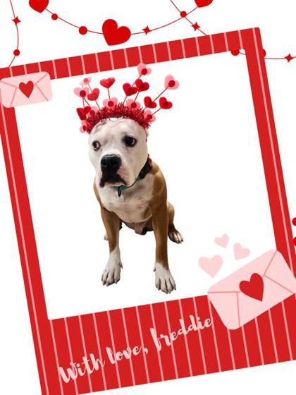 Enlarge Freddie (in foster), a Adoptable mixed breed in Fishers, IN image 2/3