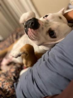 Freddie (in foster), a Adoptable mixed breed in Fishers, IN image 2/3