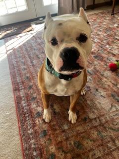 Enlarge Freddie (in foster), a Adoptable mixed breed in Fishers, IN image 3/3