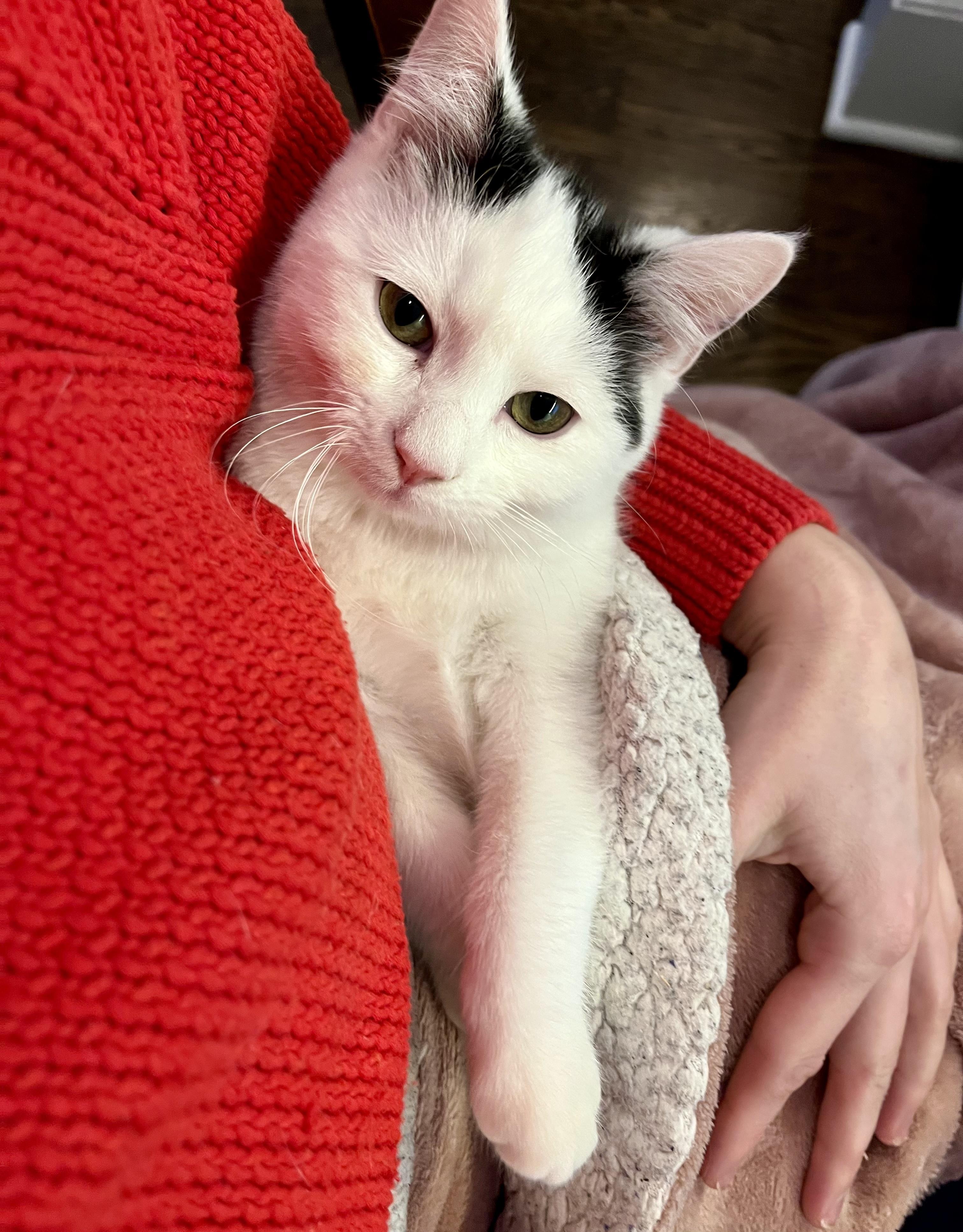 Enlarge Missy, a ADOPTABLE Tuxedo in Bethel, CT image 3/6