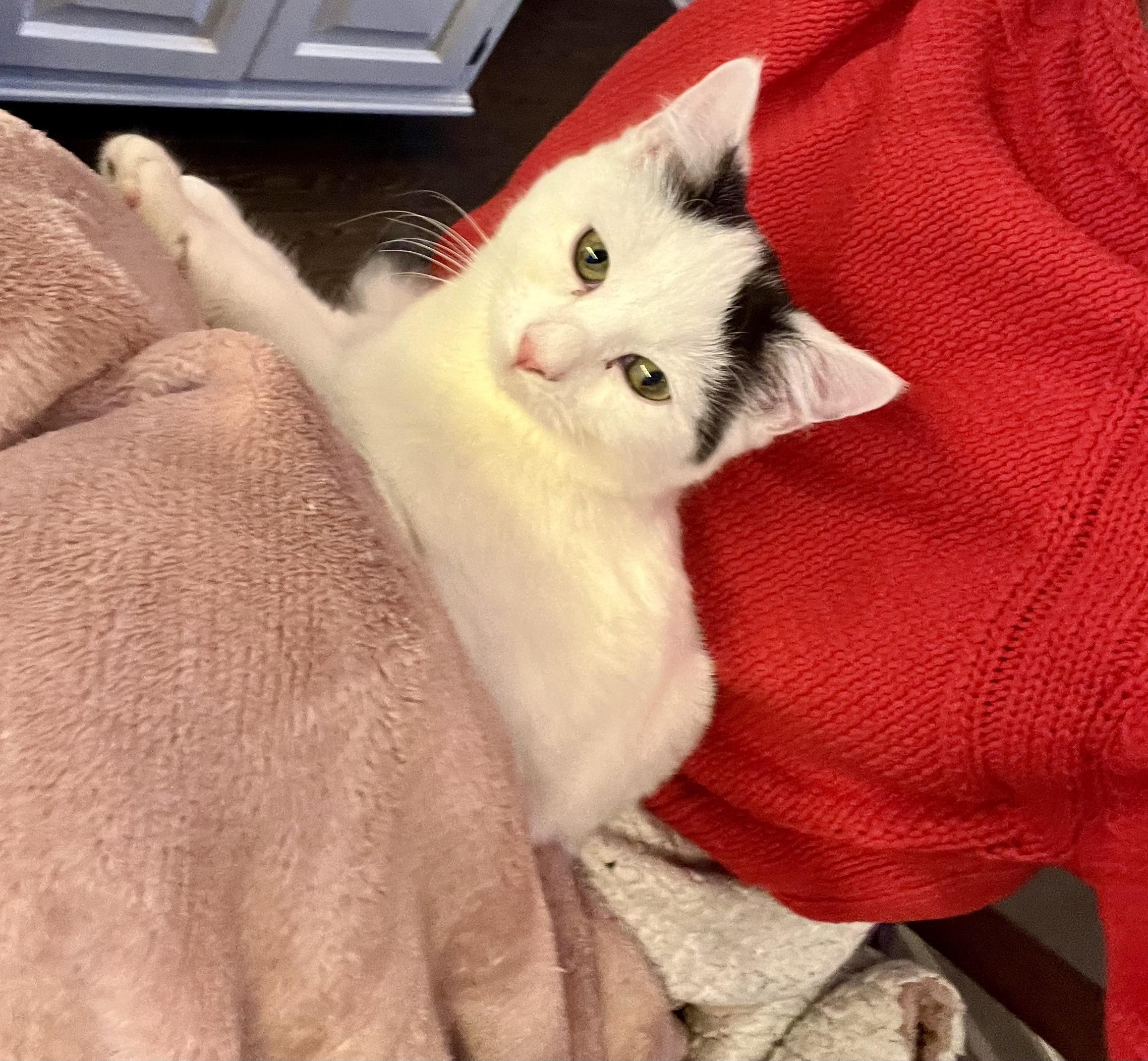 Enlarge Missy, a ADOPTABLE Tuxedo in Bethel, CT image 4/6