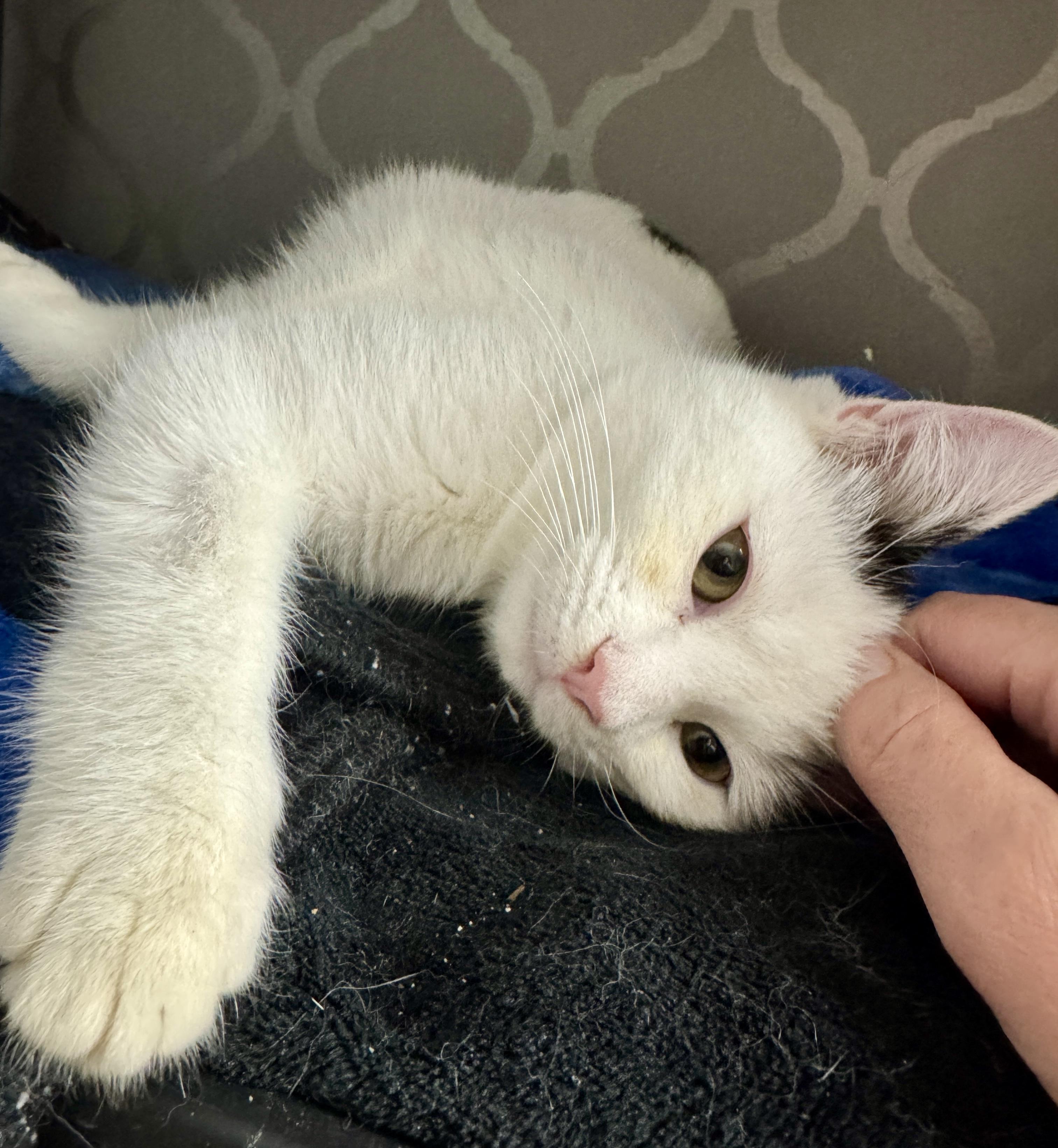 Enlarge Missy, a ADOPTABLE Tuxedo in Bethel, CT image 5/6