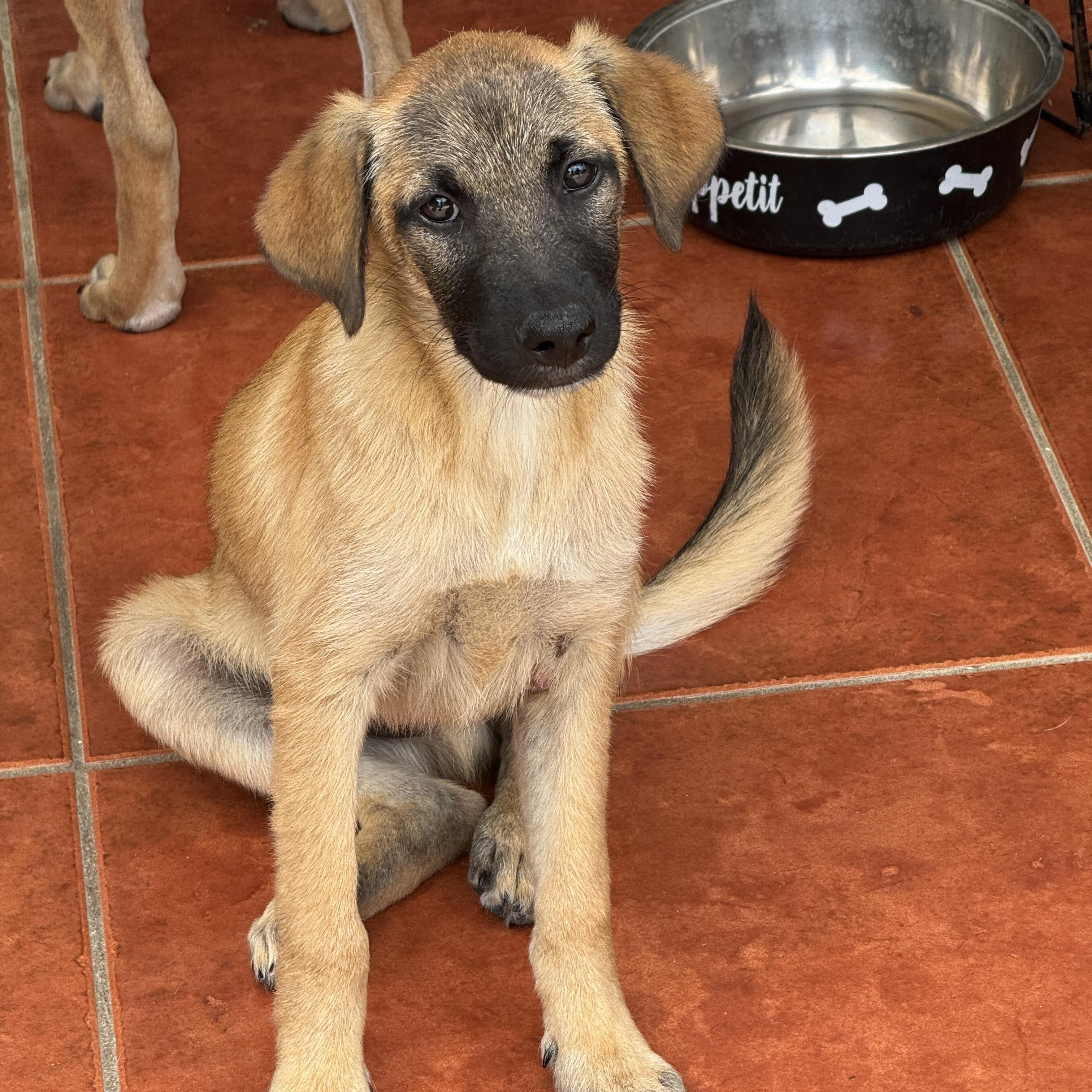 Enlarge Scout , a Adoptable mixed breed in Annapolis, MD image 4/5