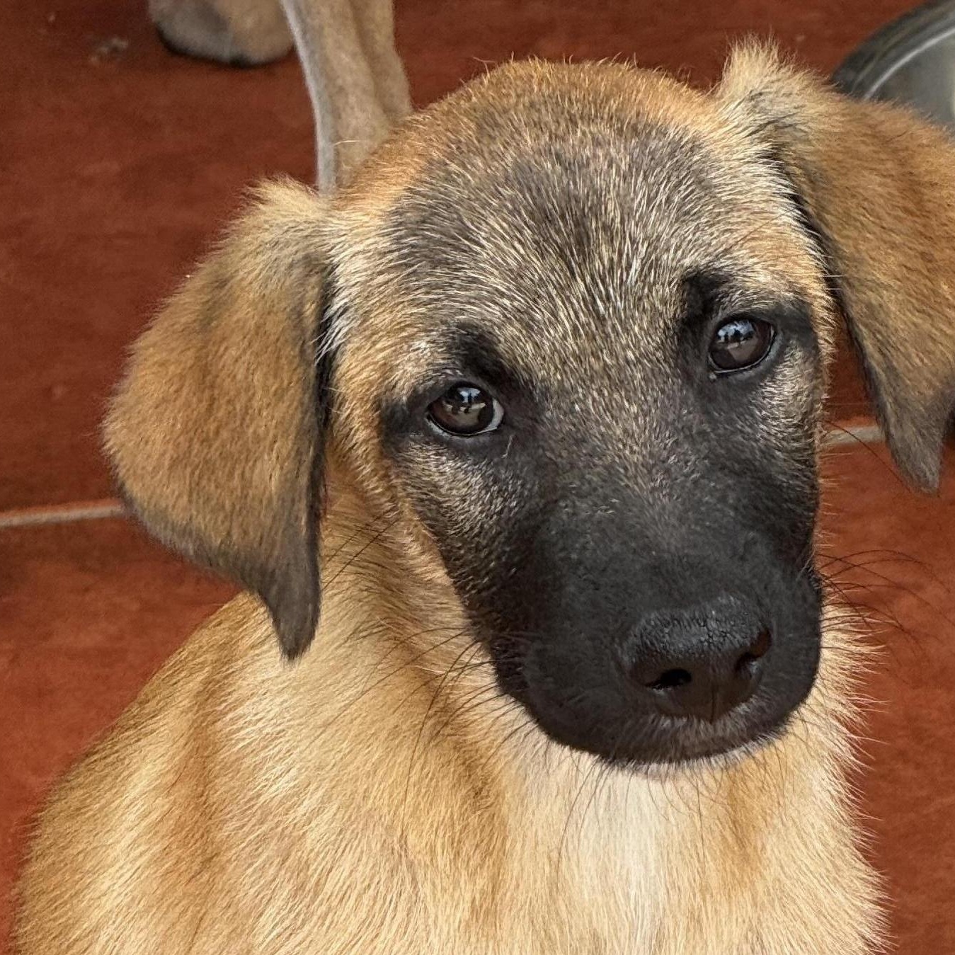 Scout , Adoptable, Puppy Male Belgian Shepherd / Malinois.
