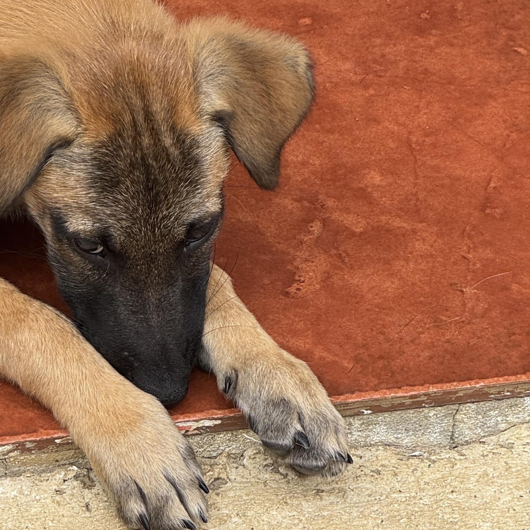 Enlarge Scout , a Adoptable mixed breed in Annapolis, MD image 3/5