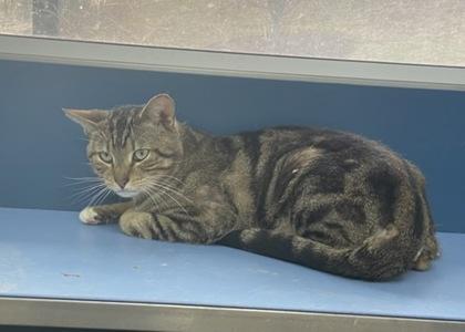 Enlarge Opah, a Adoptable mixed breed in Wilkesboro, NC image 1/2