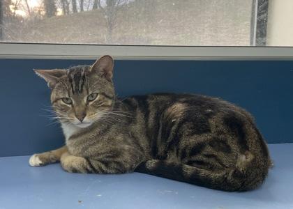 Enlarge Opah, a Adoptable mixed breed in Wilkesboro, NC image 2/2