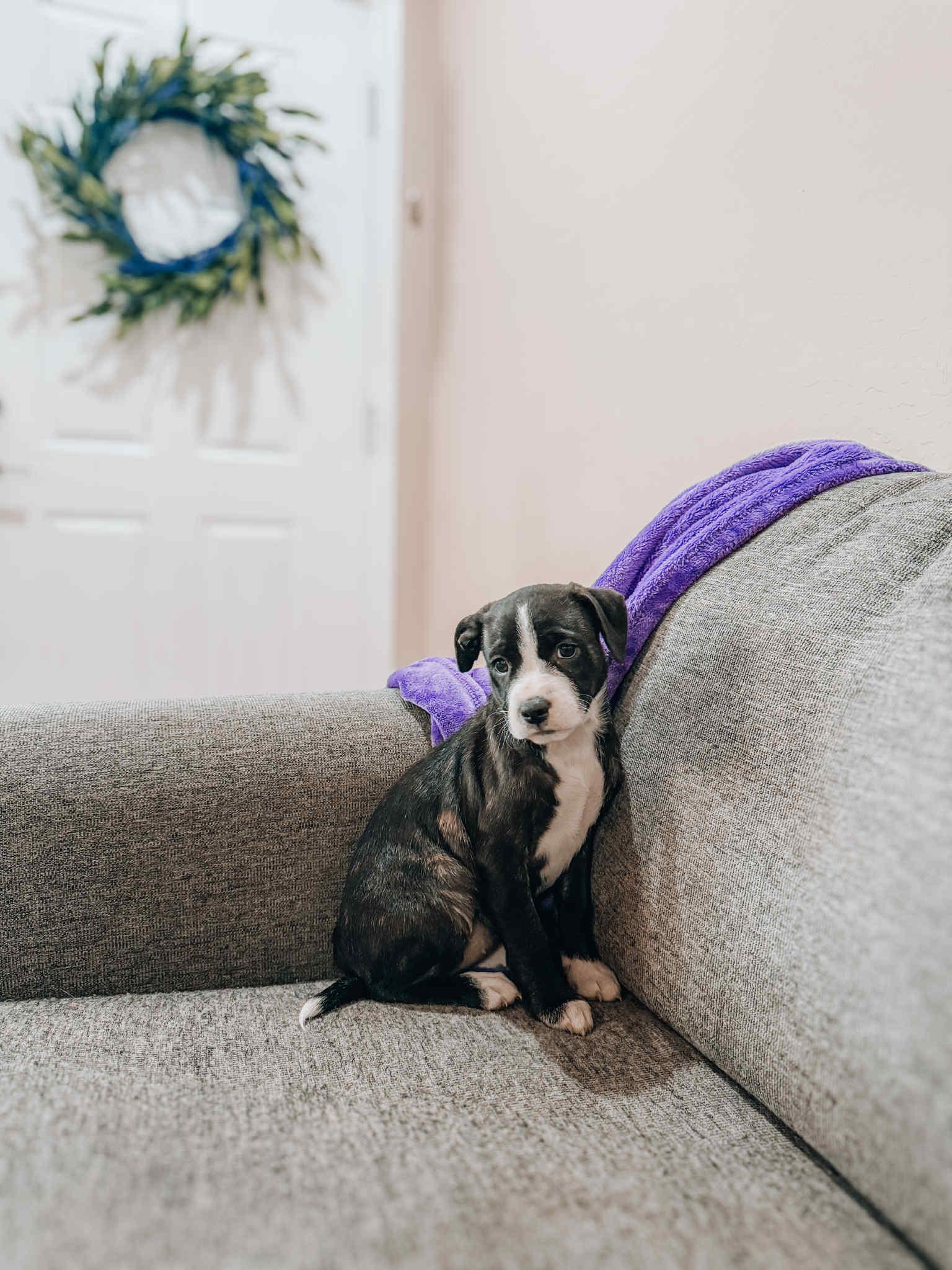 Dora