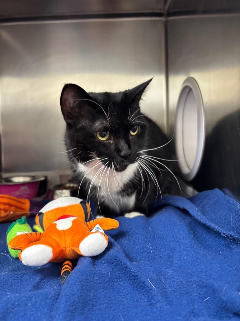 Lucy, Adoptable, Adult Female Domestic Short Hair.