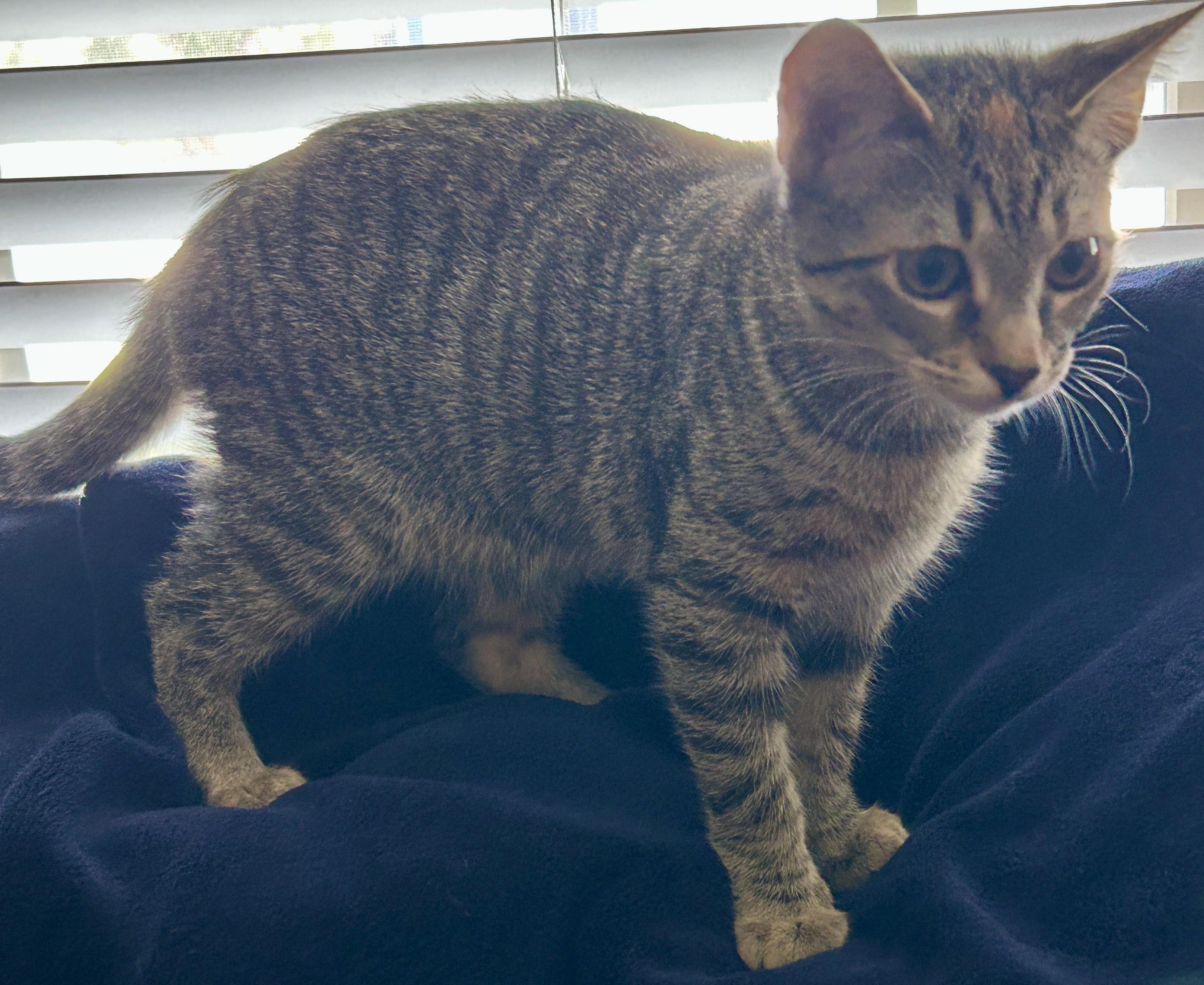 Enlarge Pearl, a Adopted Domestic Short Hair in Fayetteville, NC image 3/7